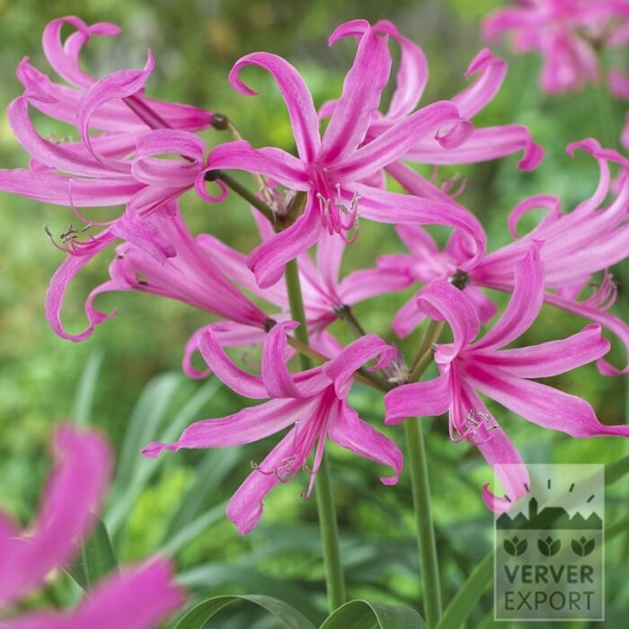 Amarine 'Anastasia' (28036)