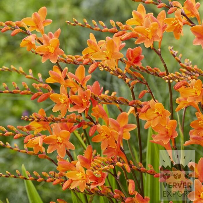 Crocosmia 'Peach Melba' (28039)