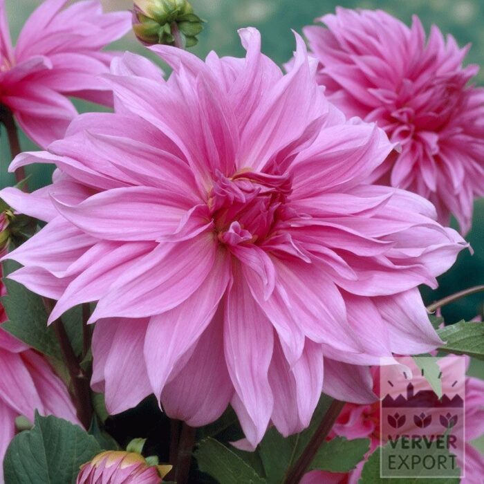 Dahlien Vorgetrieben 'Babylon Rose' (29245)