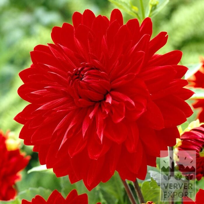 Dahlien Vorgetrieben 'Garden Wonder' (30037)