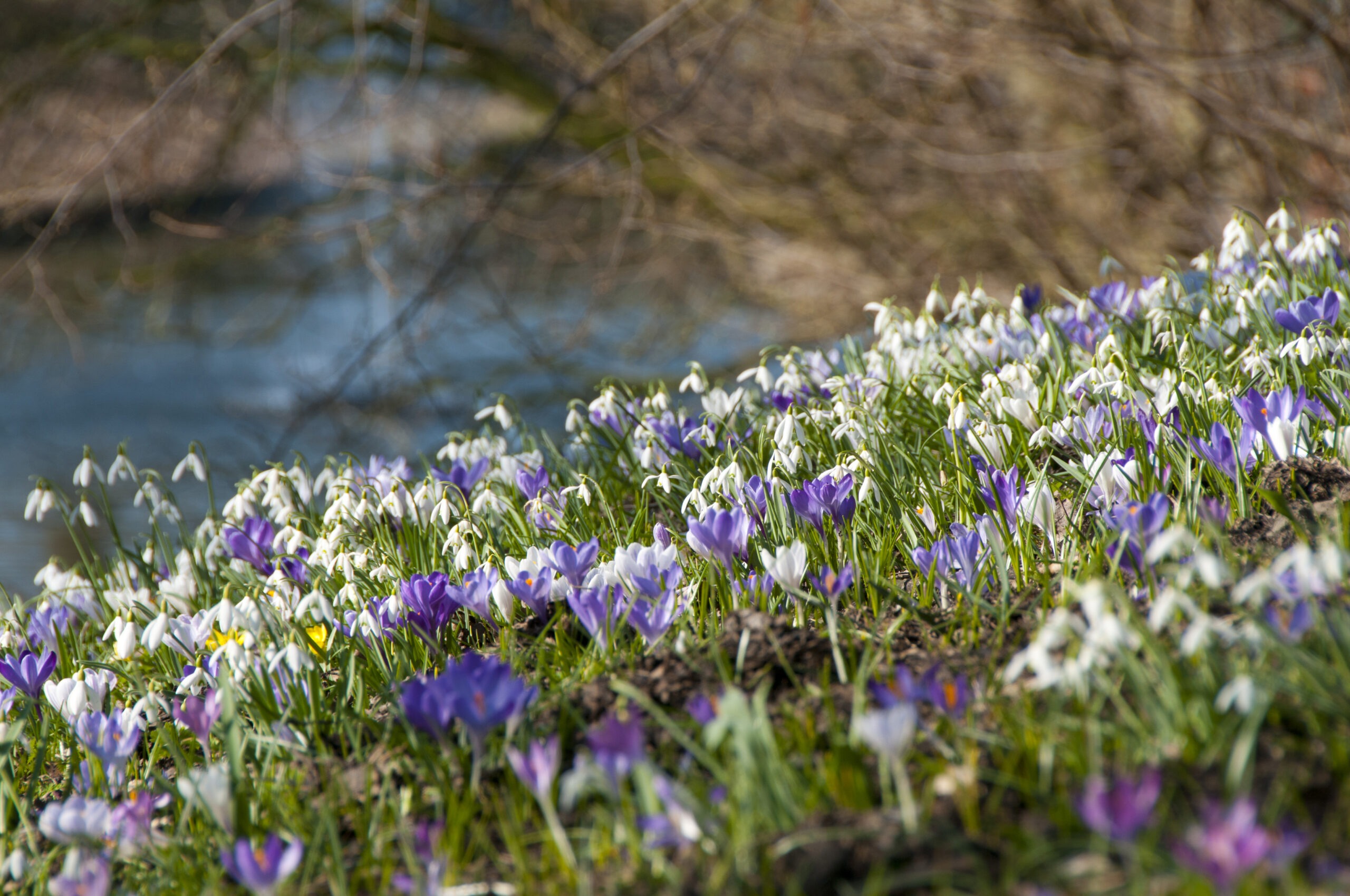 Crocus_Galanthus_gemengd_bb-9592