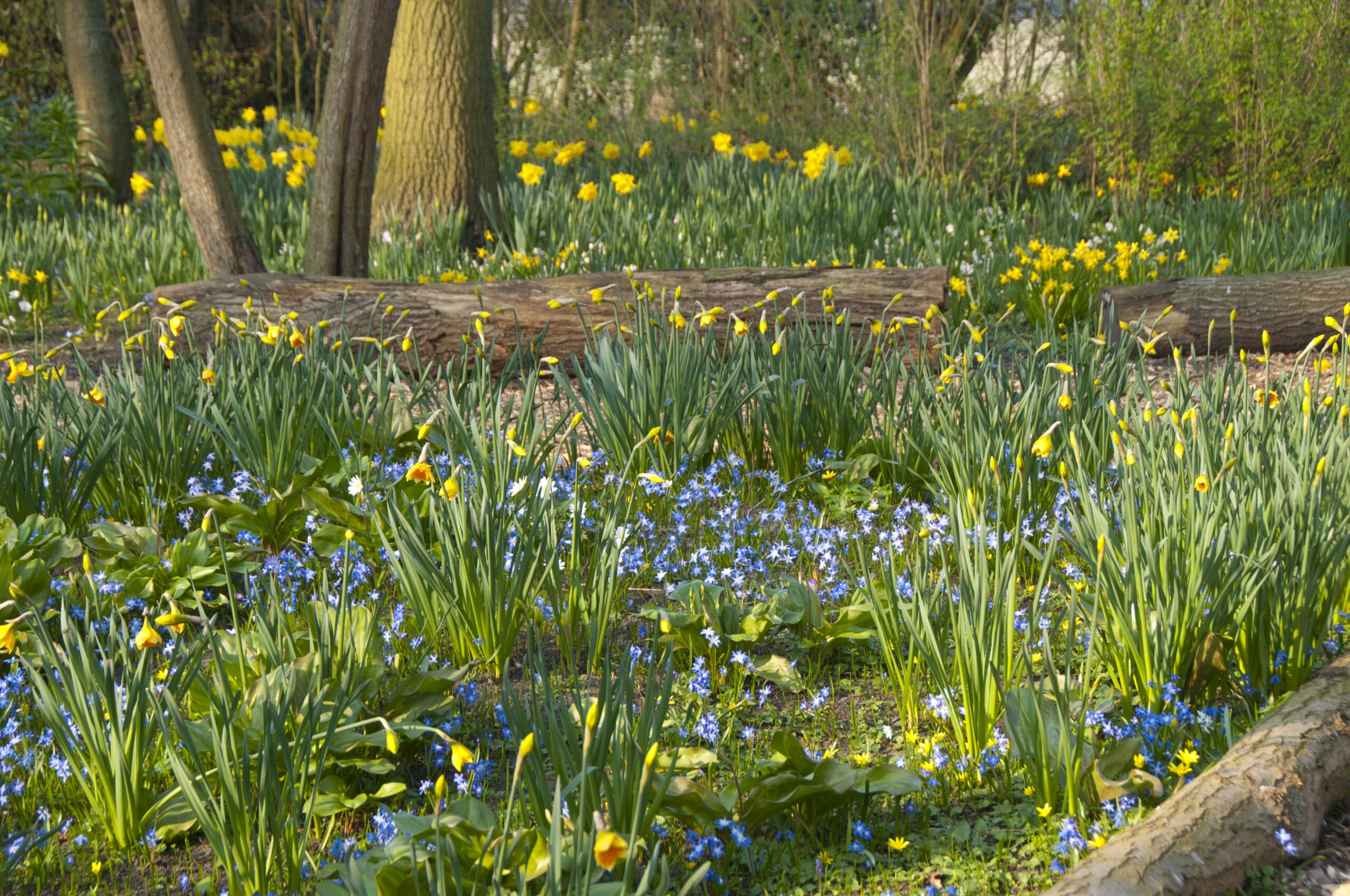 Scilla_Narcissus_bb-1242