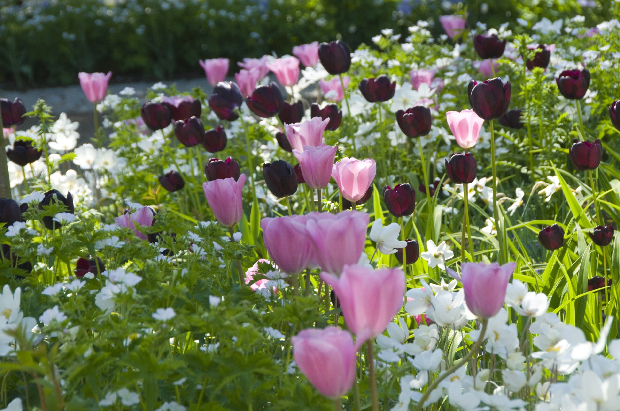 Tulipa_enkellaat_Violet Beauty_Tulipa_enkellaat_Queen of Night_bb_DE-3660