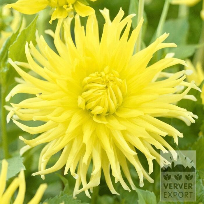 Dahlien Vorgetrieben 'Kennemerland' (29122)