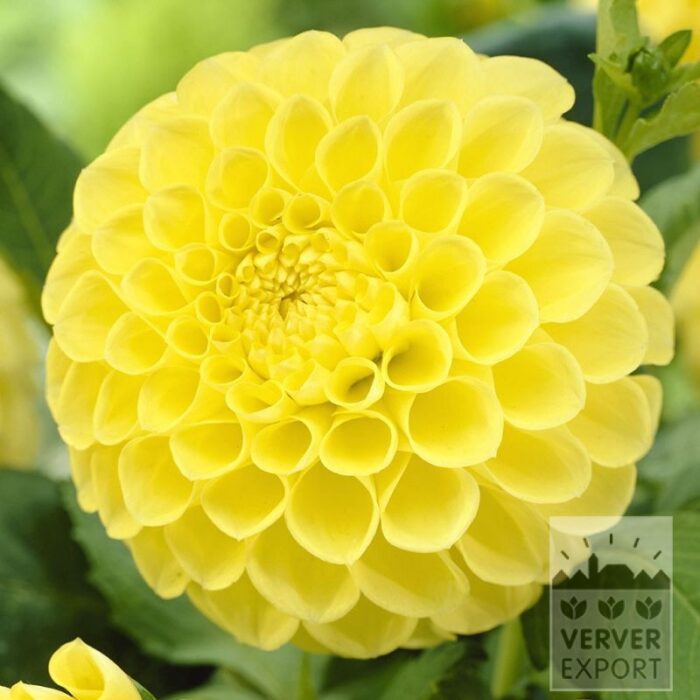 Dahlien Vorgetrieben 'Jowey Martina' (29165)