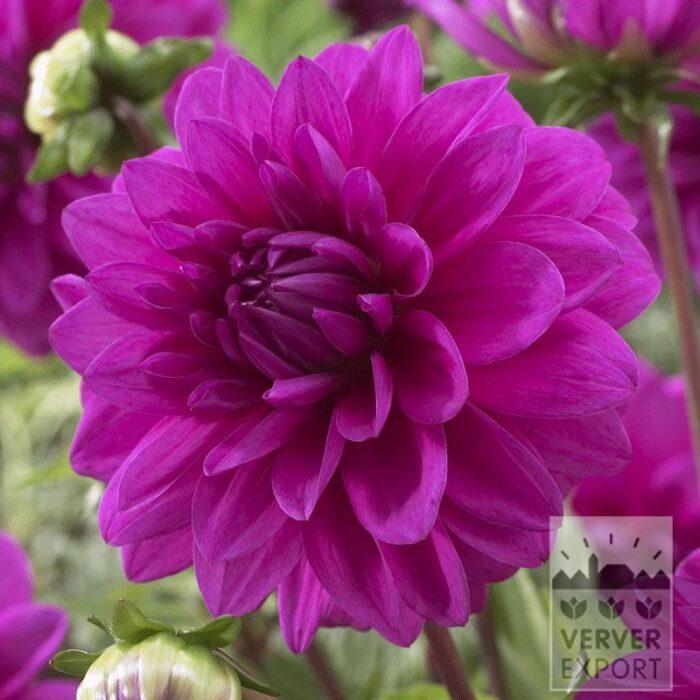 Dahlien Vorgetrieben 'Requiem' (29211)