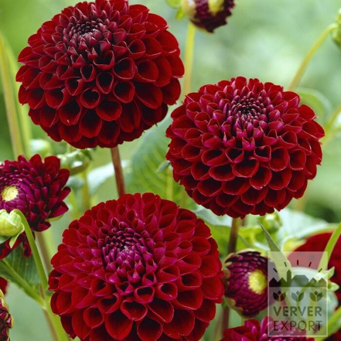 Dahlien Vorgetrieben 'Natal' (30039)