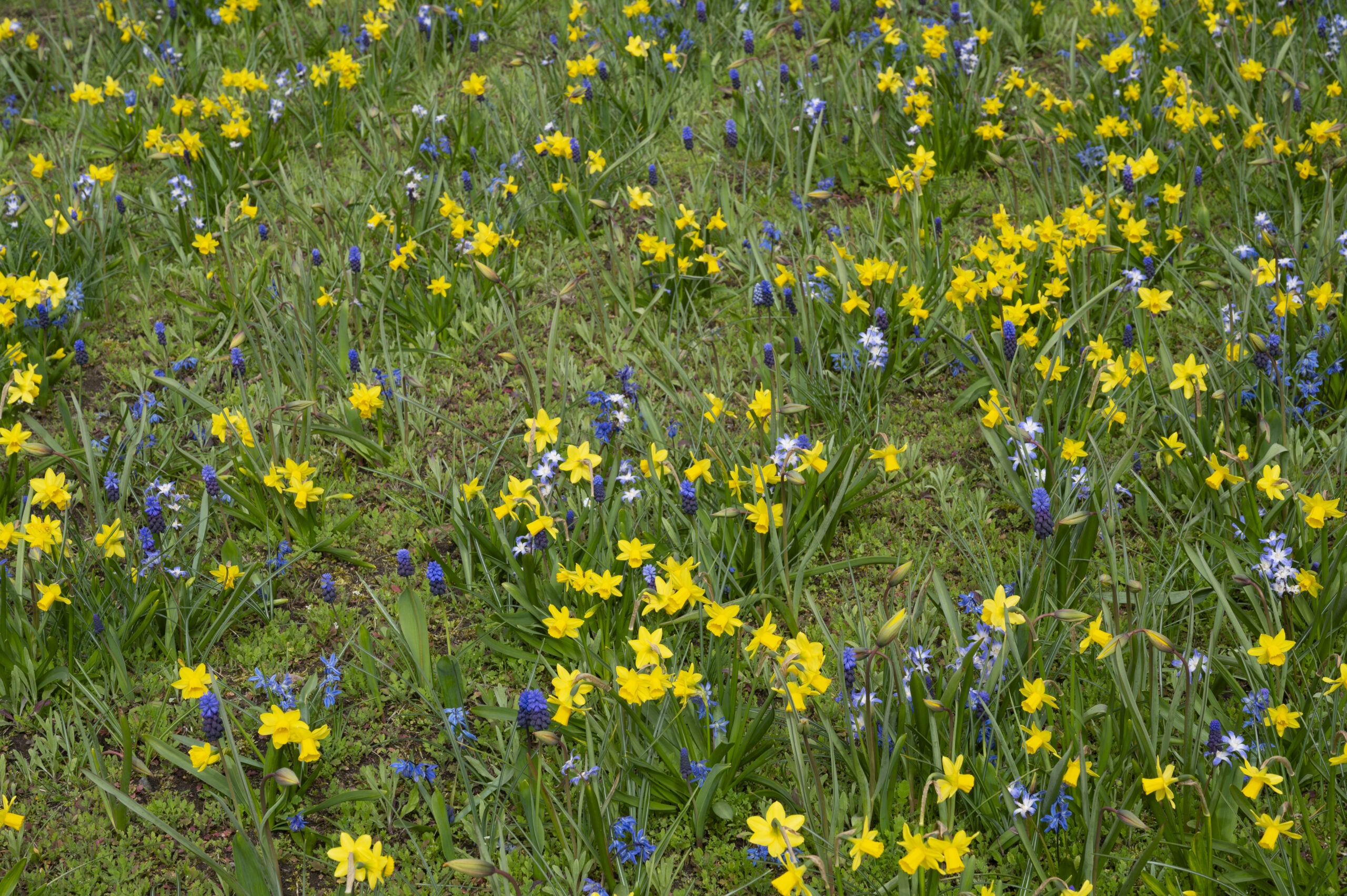 Early flowering bulbs – seeds emerging