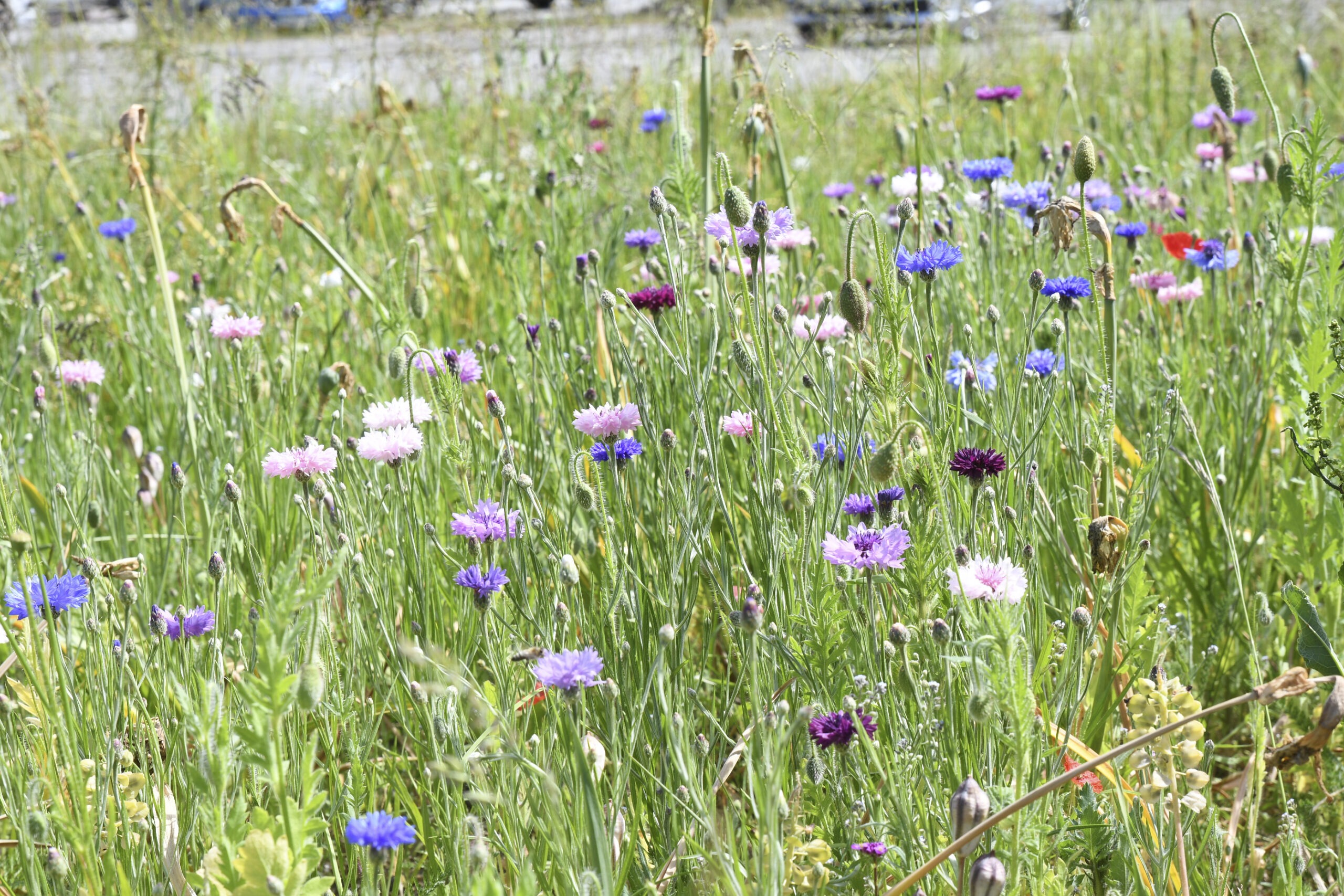 Late spring-early summer meadow