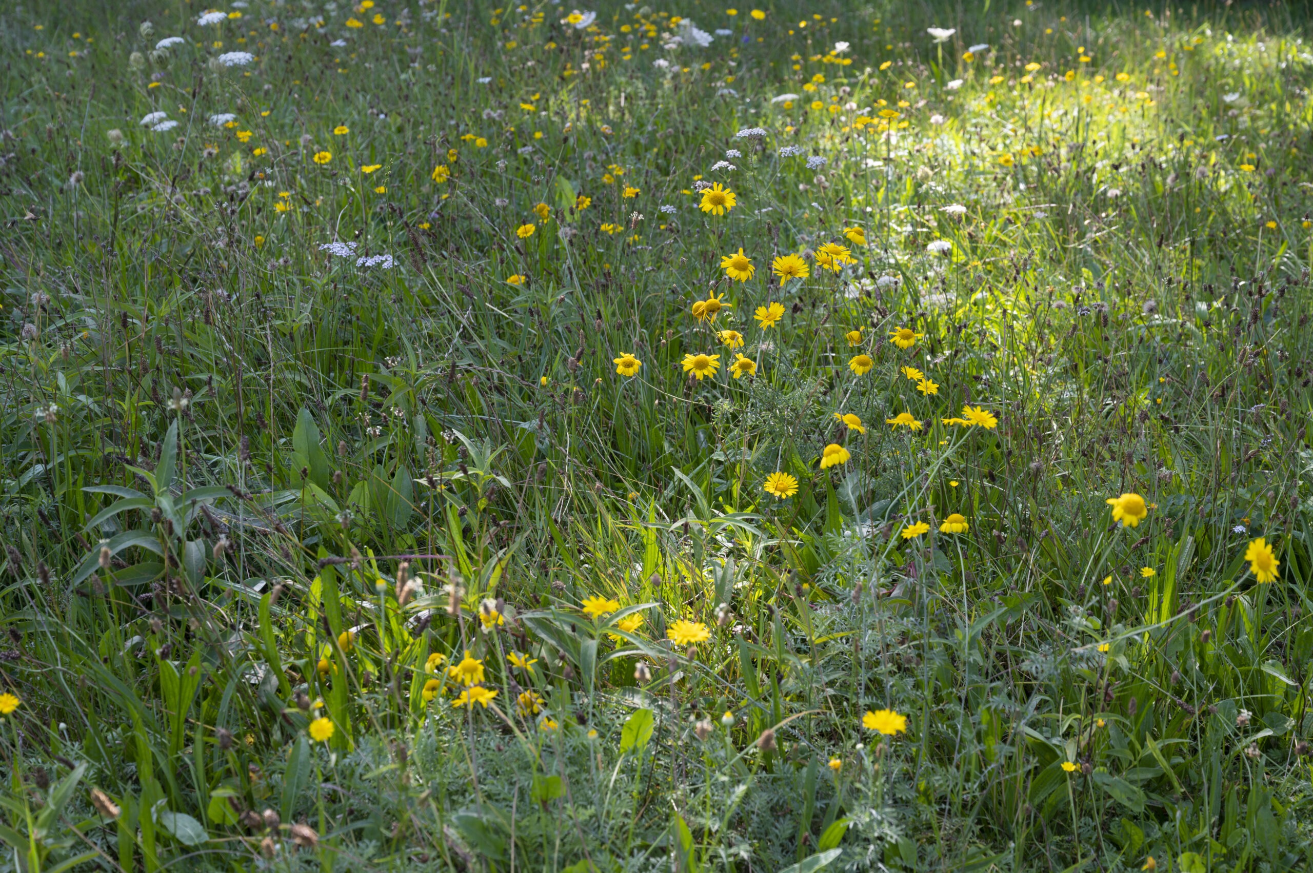 Summer meadow 1