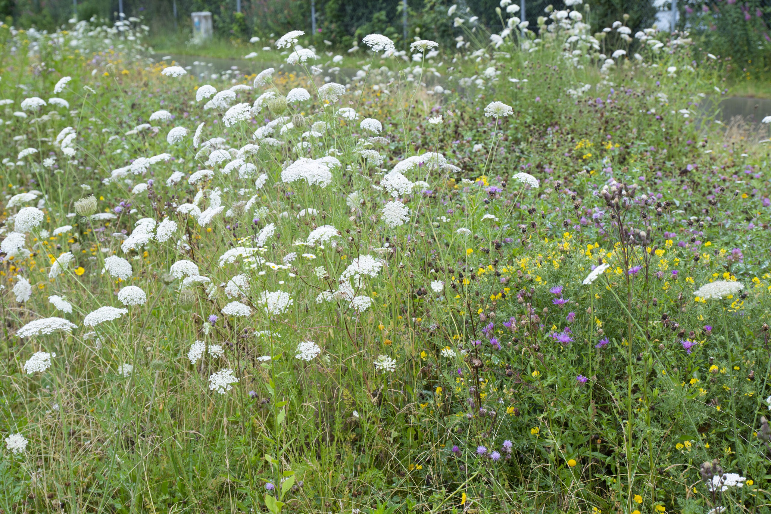 Summer meadow 2