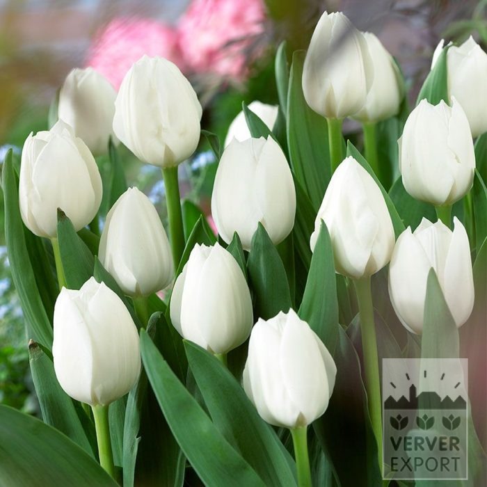 Bio-Blumenzwiebeln bio Tulipa 'Royal Virgin' (12627)
