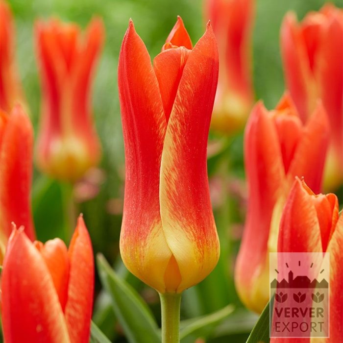 Tulpen 'Mariss Jansons' (12848)