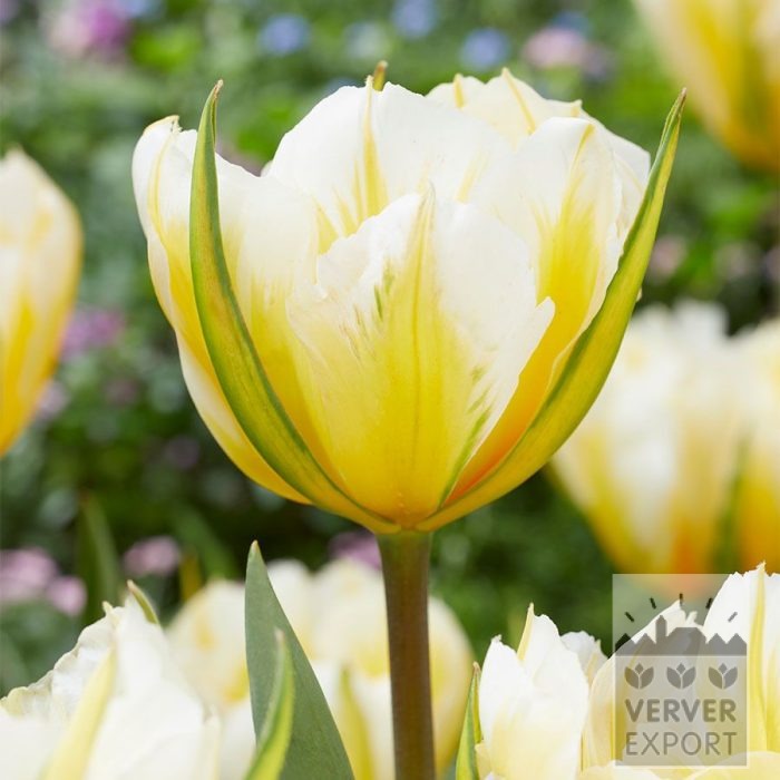 Tulpen 'Sweet Valley' (12850)