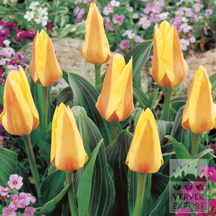 Tulpen 'Miskodeed' (12851)