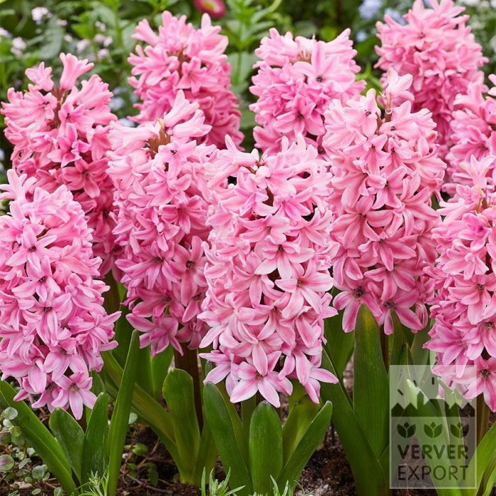 Bio-Blumenzwiebeln bio Hyacinthus 'Fondant' (13604)