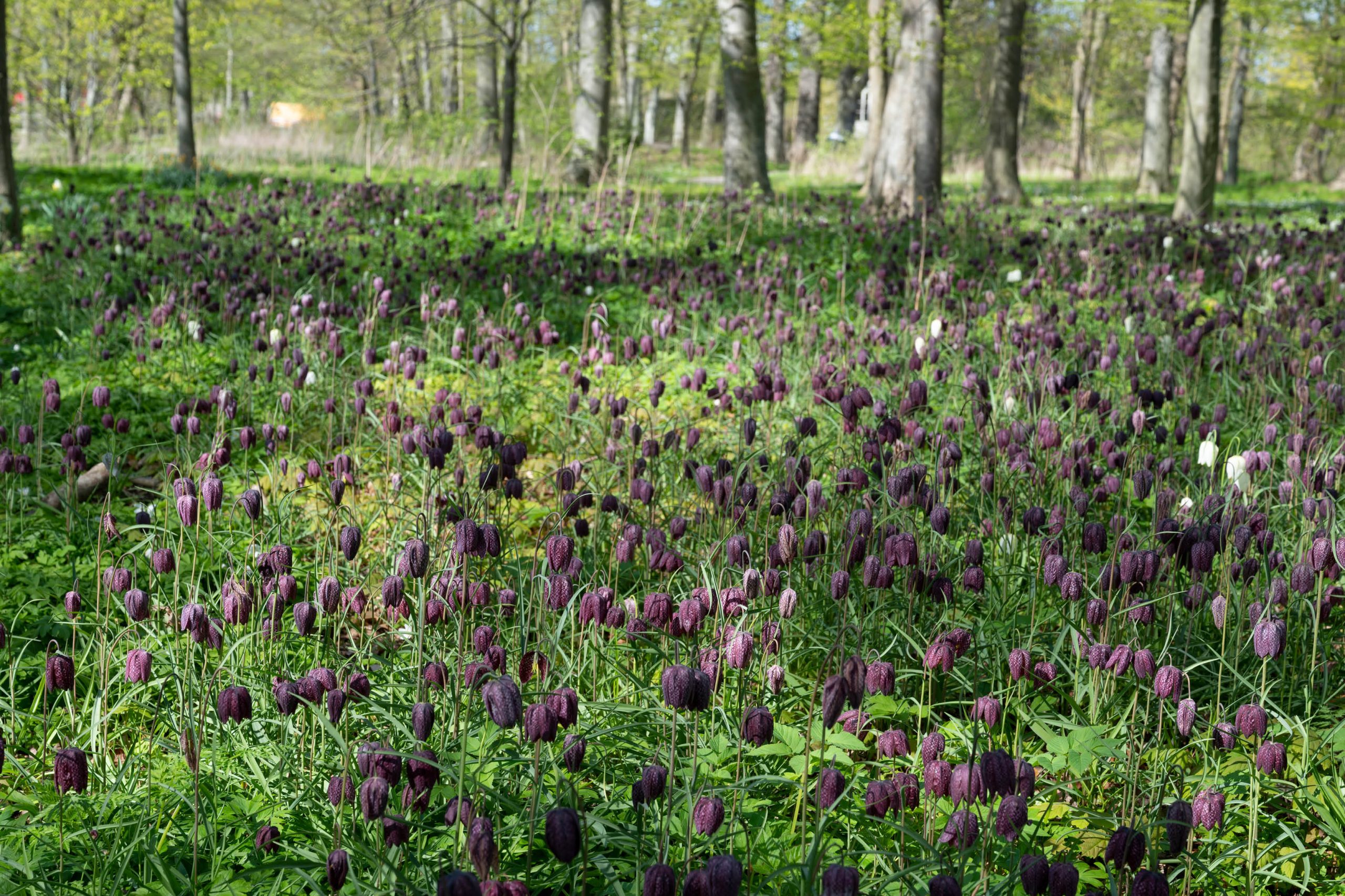Fritillaria meleagris