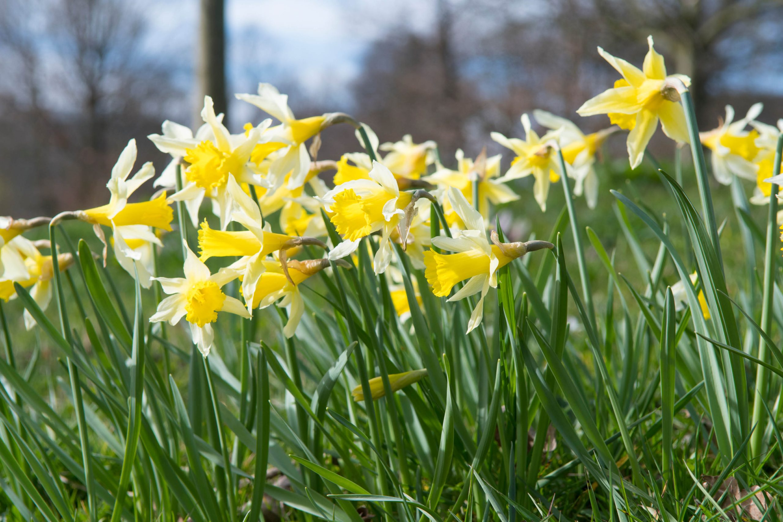 Narcissus pseudonarcissus