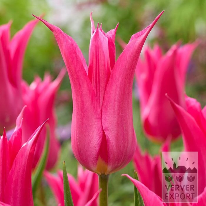 Tulpen 'Oriental Pearl' (12873)
