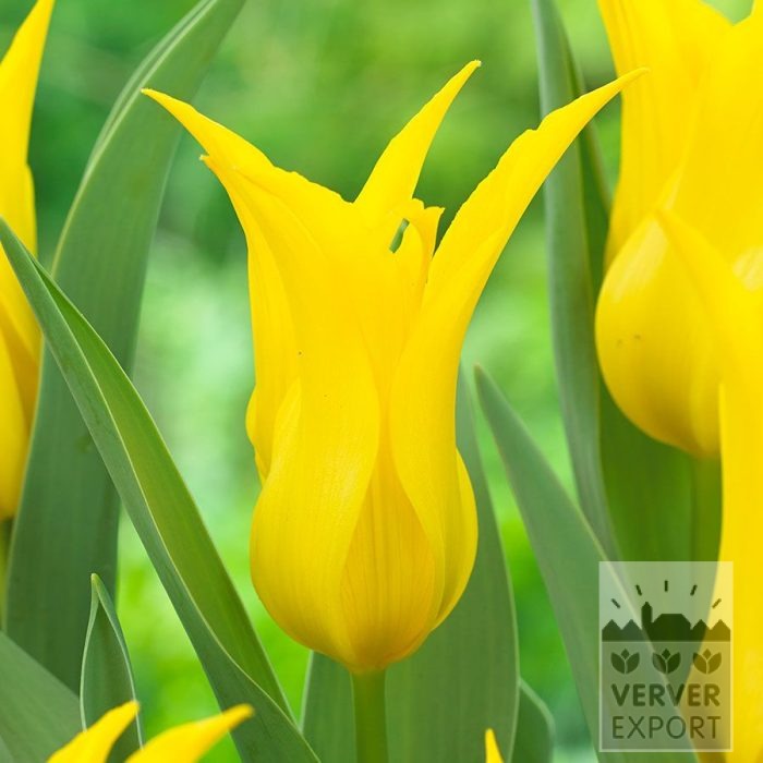 Tulpen 'Schiedam' (12875)