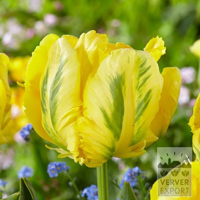 Tulpen 'Yellow Madonna' (12878)