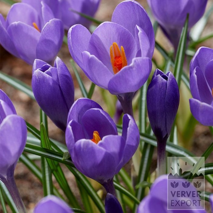 Krokusse 'Aqua' (14039)