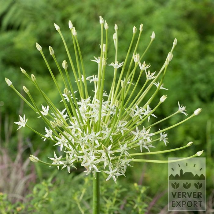 Allium (Zierlauch) schubertii 'Arctic Snow' (16239)