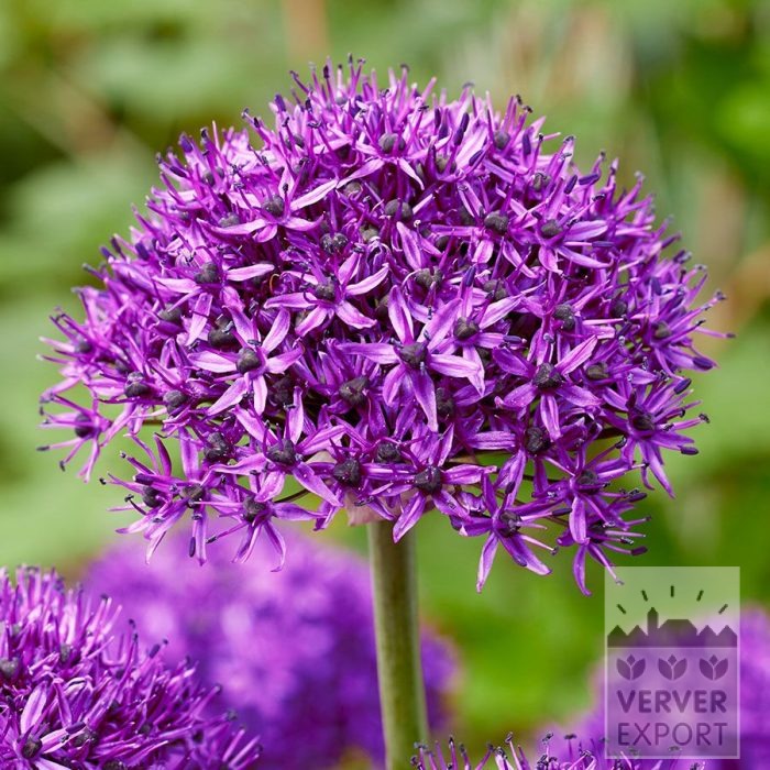 Allium (Zierlauch) 'Chicago' (16240)