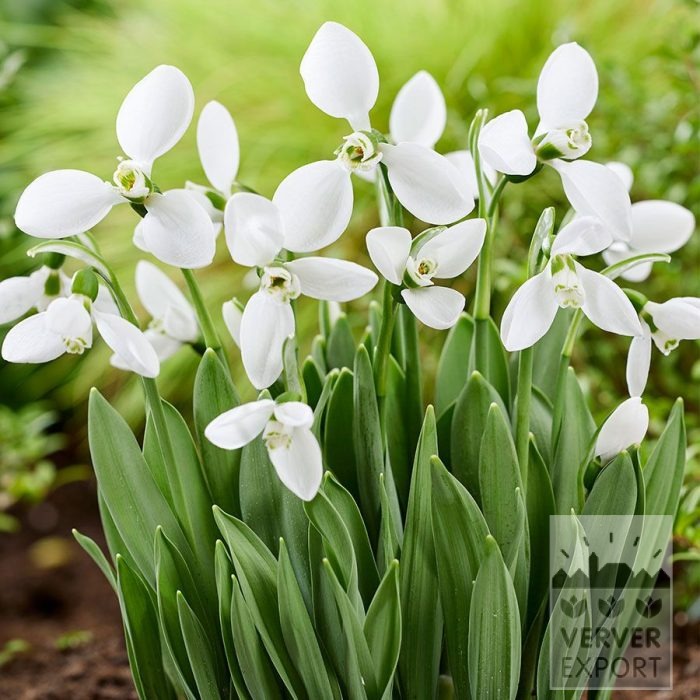 Galanthus (Schneeglöckchen) elwesii 'Polar Bear' (16245)