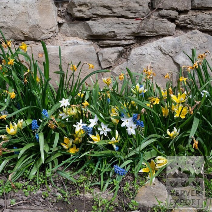 Mischungen Verver 'Rocky Road Sun' © (11637)