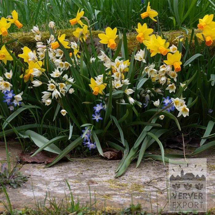 Mischungen Verver 'Rocky Road Flower' © (11638)