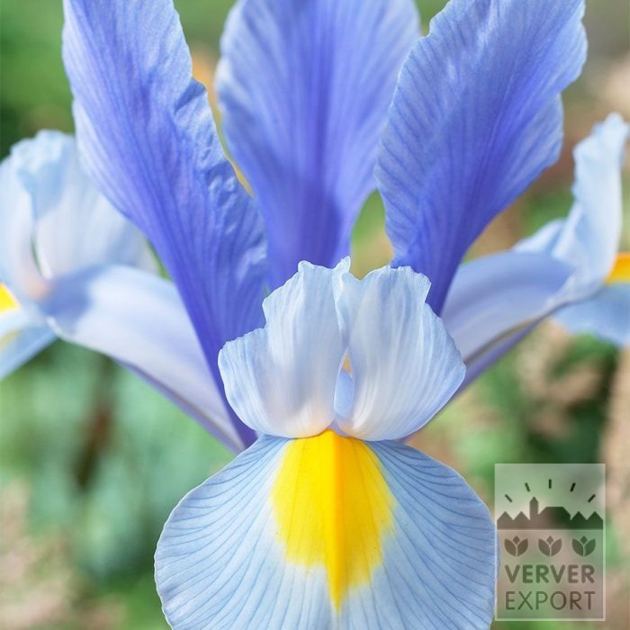 Höllandische Iris 'Silver Sky' (36074)