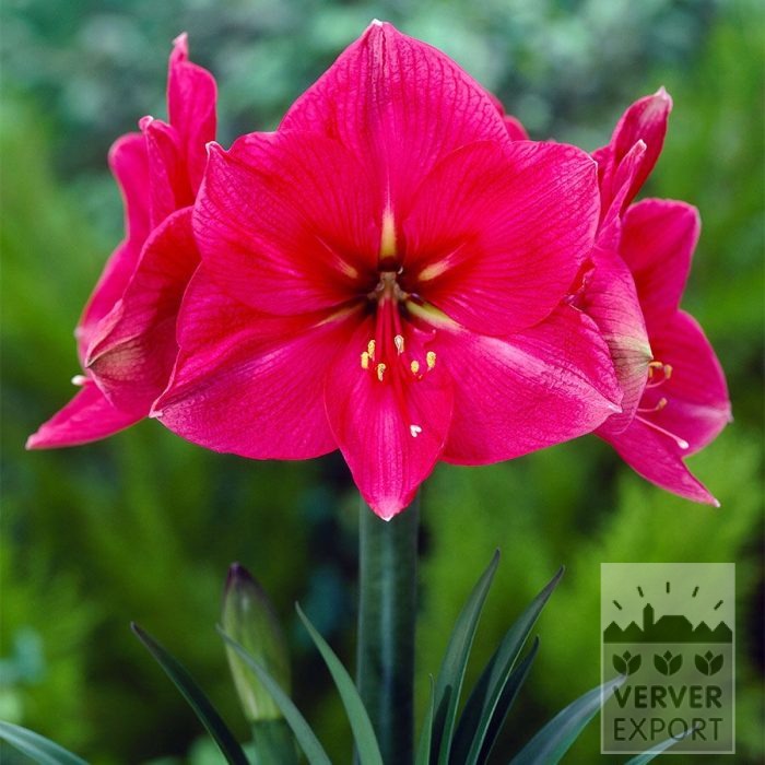 Amaryllis - Innenräumen 'Hercules' (36168)