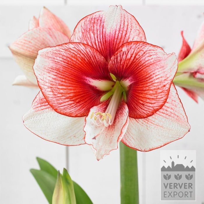 Amaryllis - Innenräumen 'Showmaster' (36169)