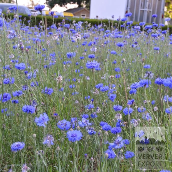 Kits 'Nature Azzurra' © (11143) – Bild 5