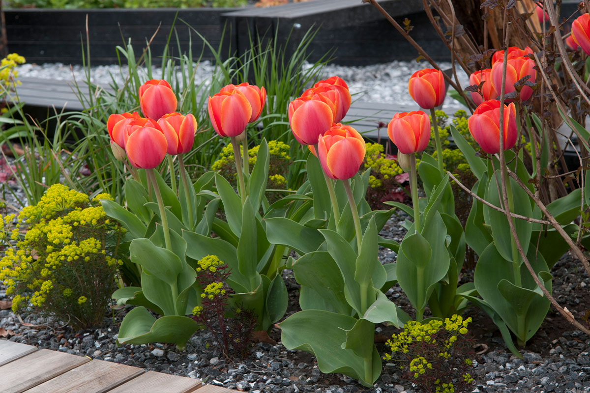 Tulipa_darwinhybride_Ad-Rem