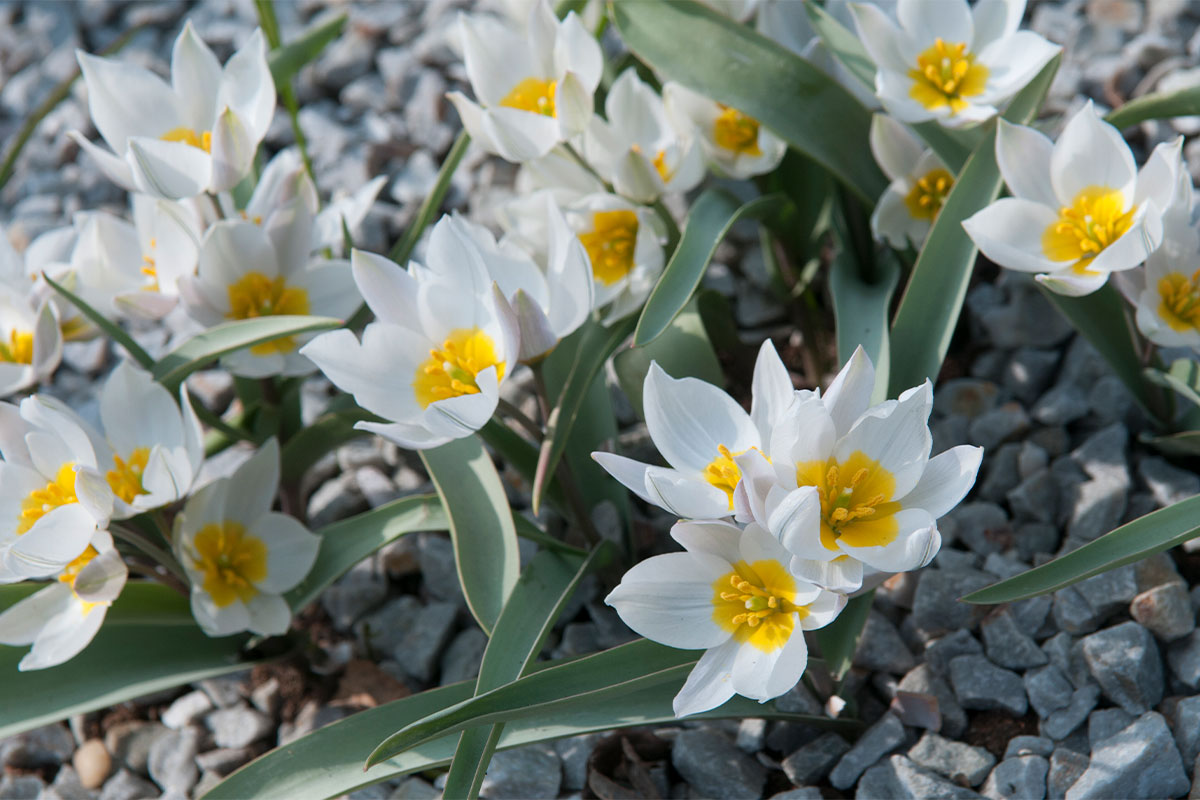 Tulipa_polychroma